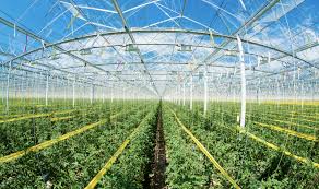 IoT in the greenhouse horticulture sector