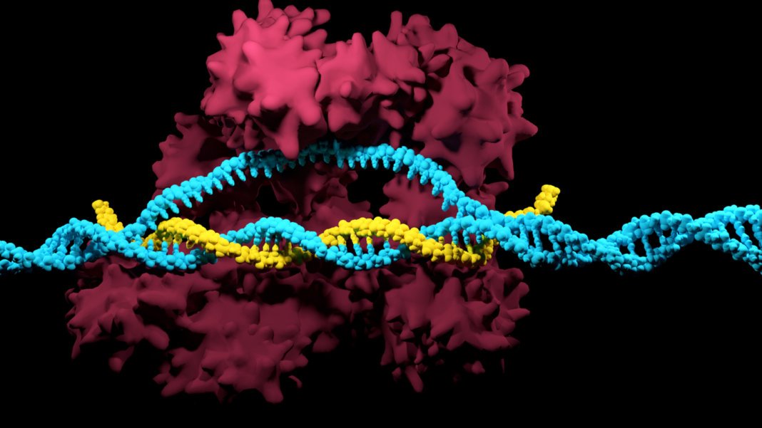 How CRISPR Genome Editor Helps Fight Bacteria?