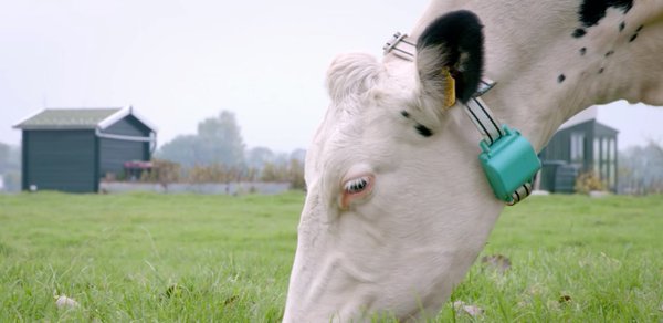 The internet of.. cows?