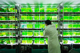 Biofuel from algae