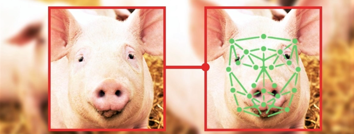 Is facial recognition for pigs going to improve Industrial agriculture?
